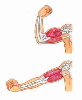 抱っこによる二の腕痛の原因と改善方法とは